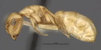 Media type: image;   Entomology 21581 Aspect: habitus lateral view